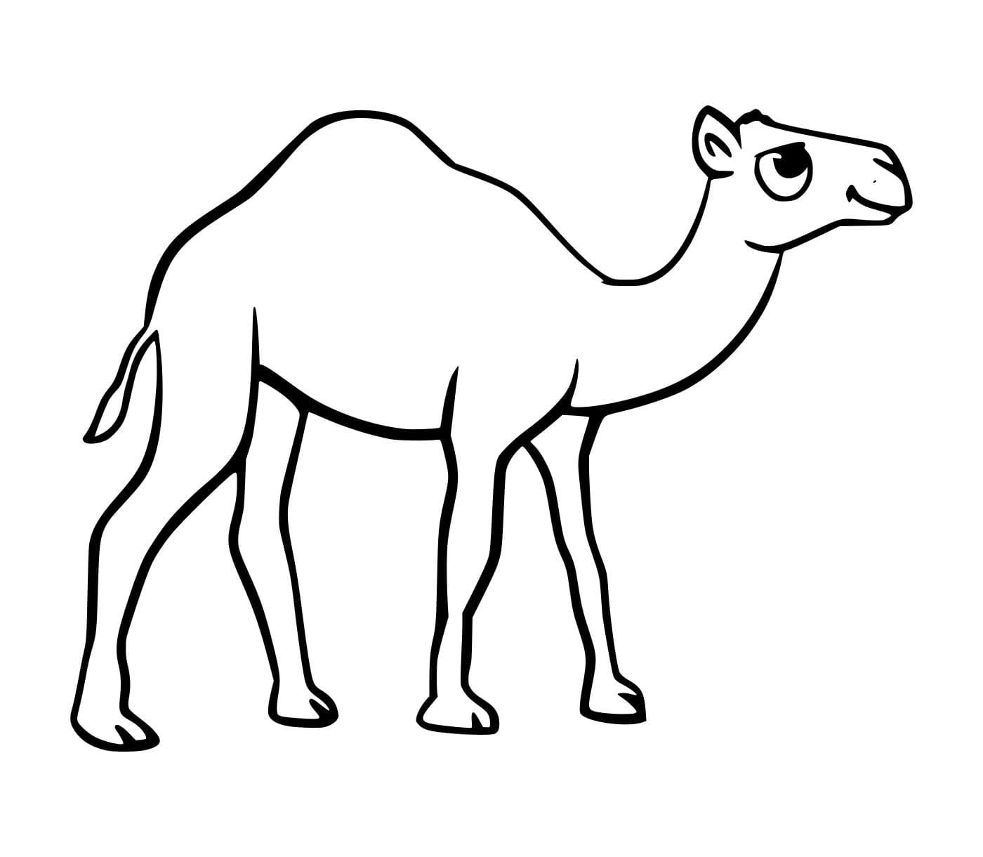 Unta Dromedari yang Lucu