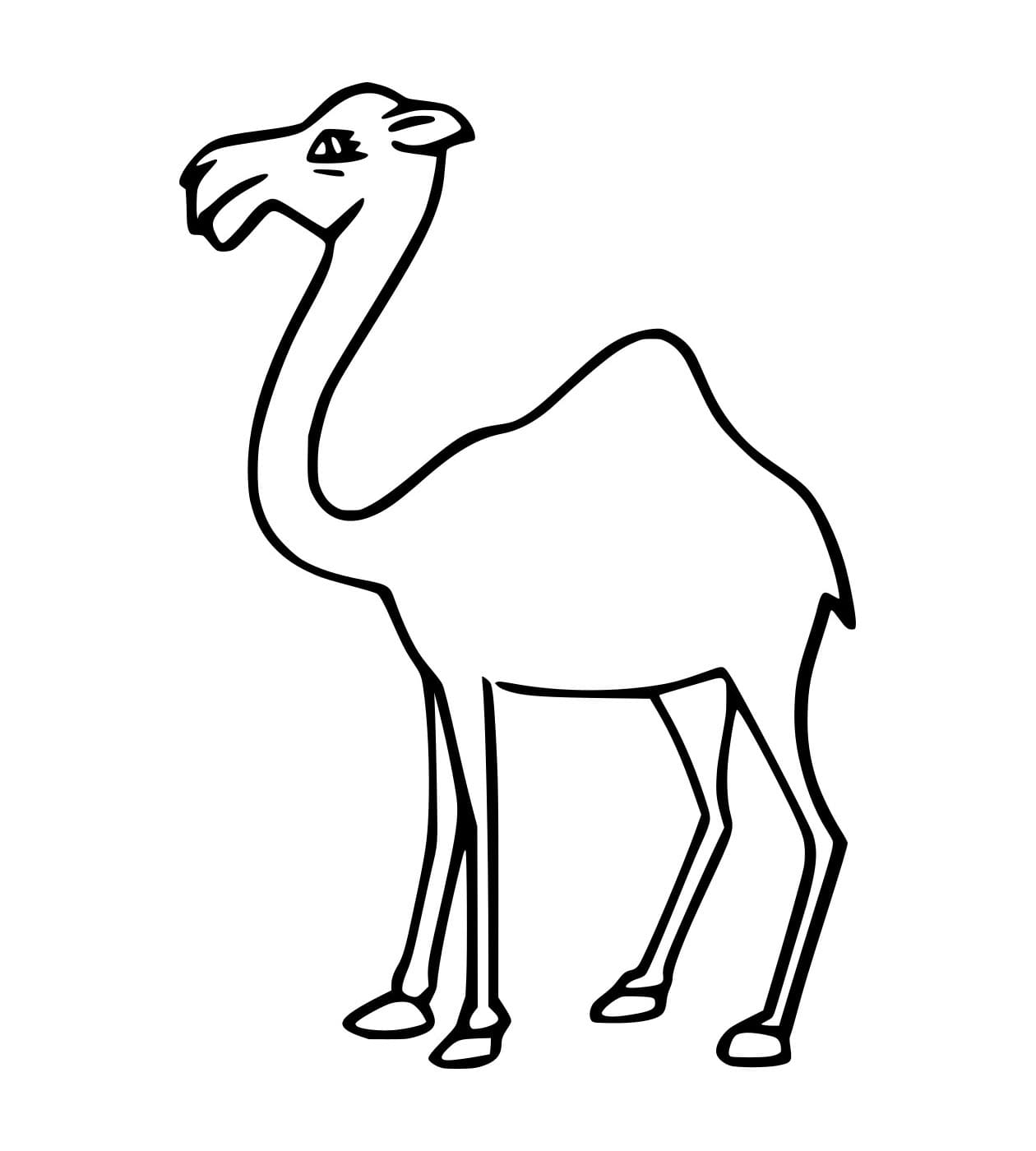 Unta Dromedari yang Mudah