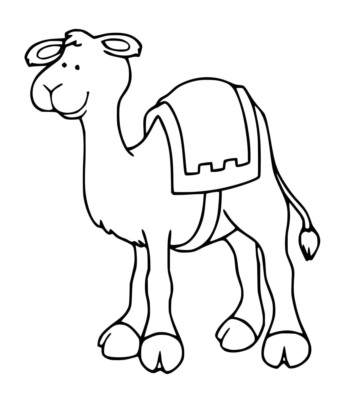 Unta Dromedaris Sederhana dan Lucu