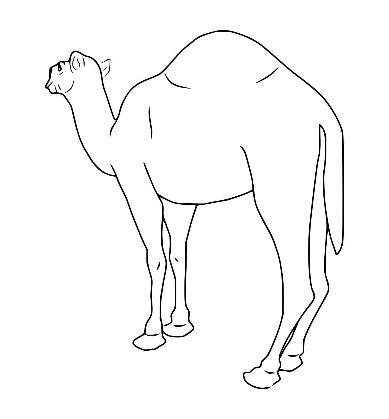 Unta Dromedaris yang Besar