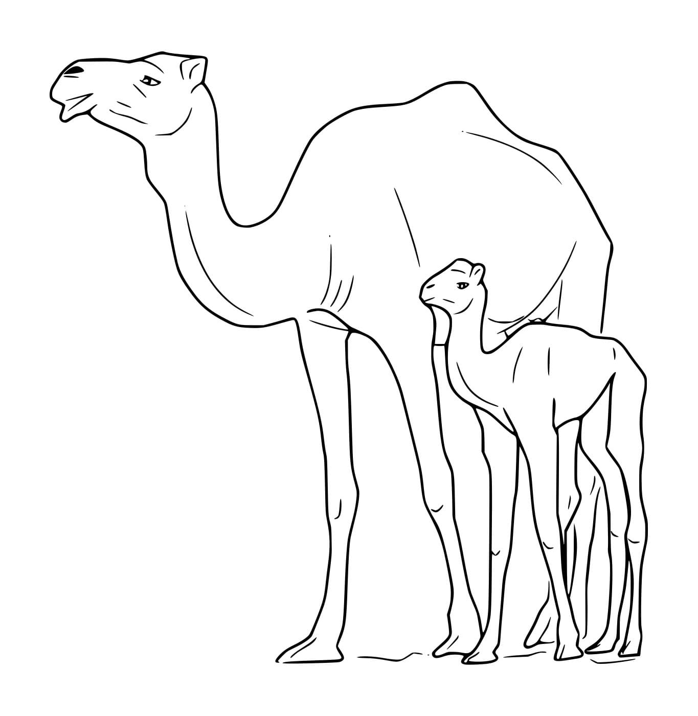 Unta Sederhana dengan Bayinya