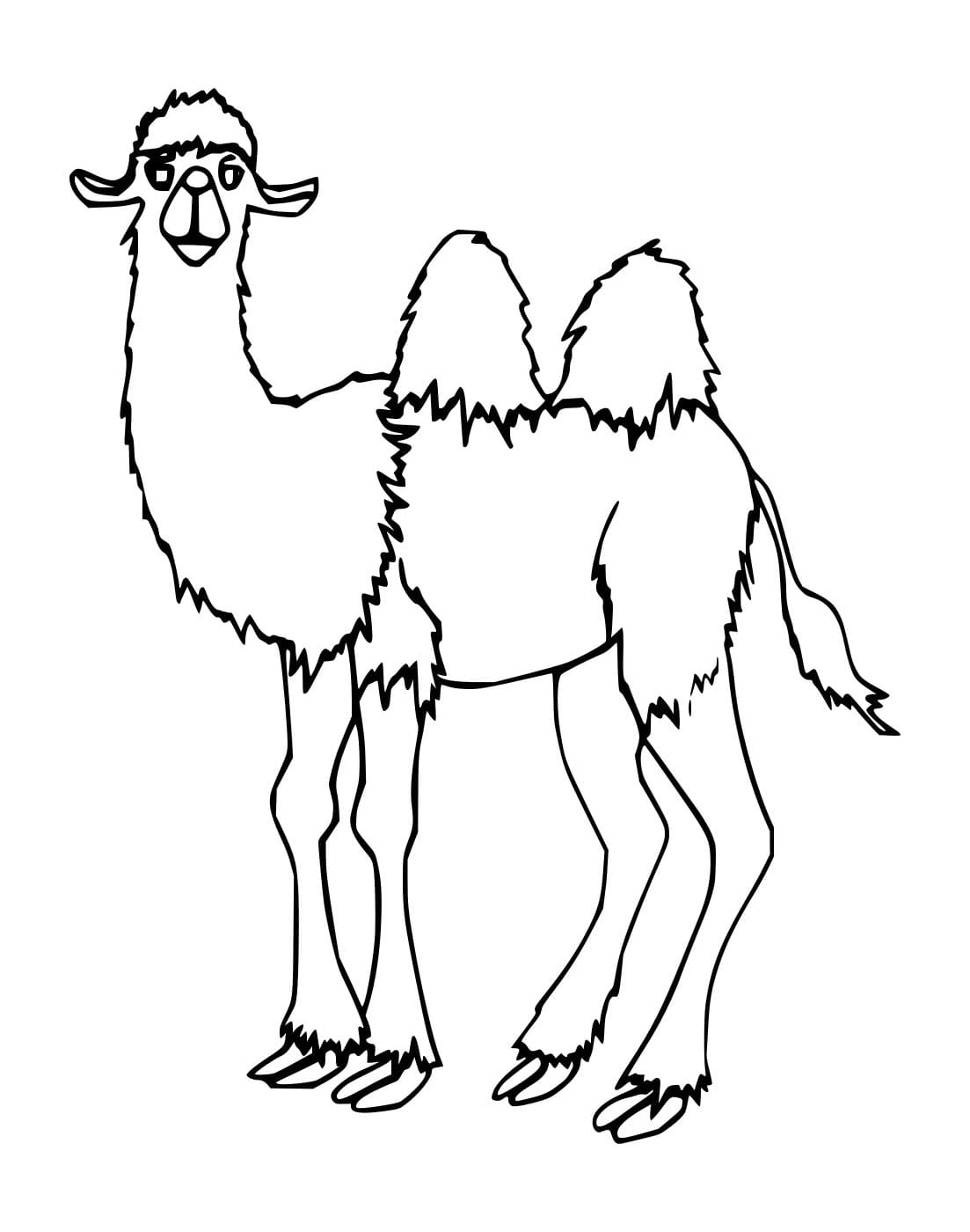 Unta Sederhana yang Lucu