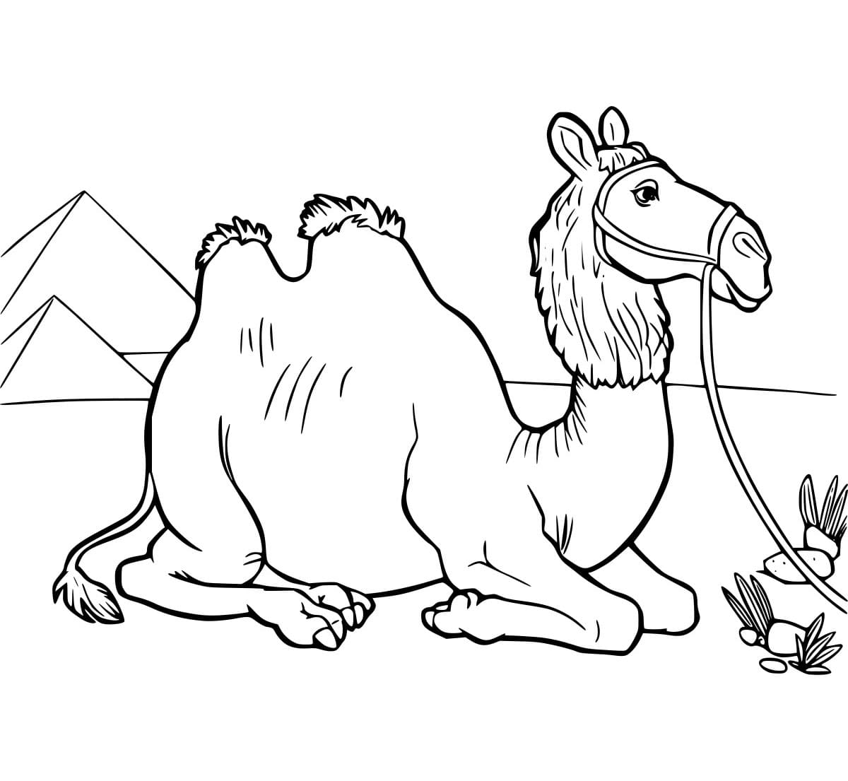 Unta yang lemah lembut dan piramida