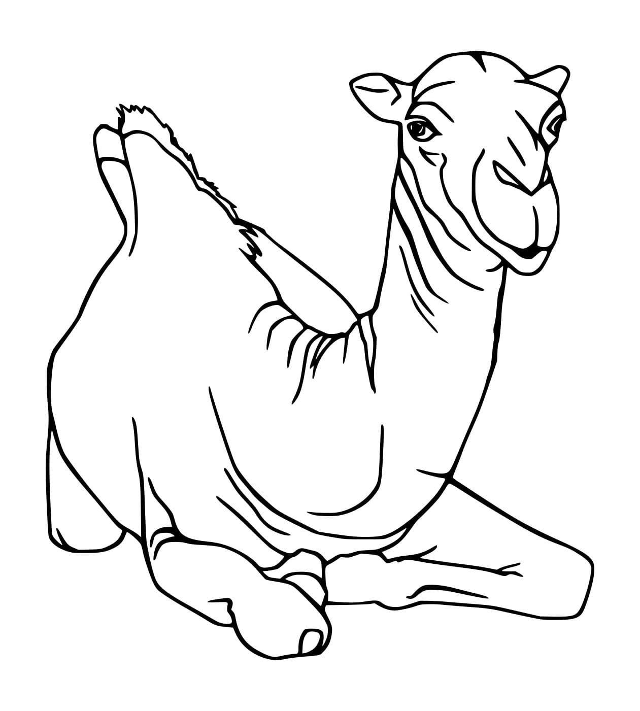 Unta yang lemah lembut di tanah