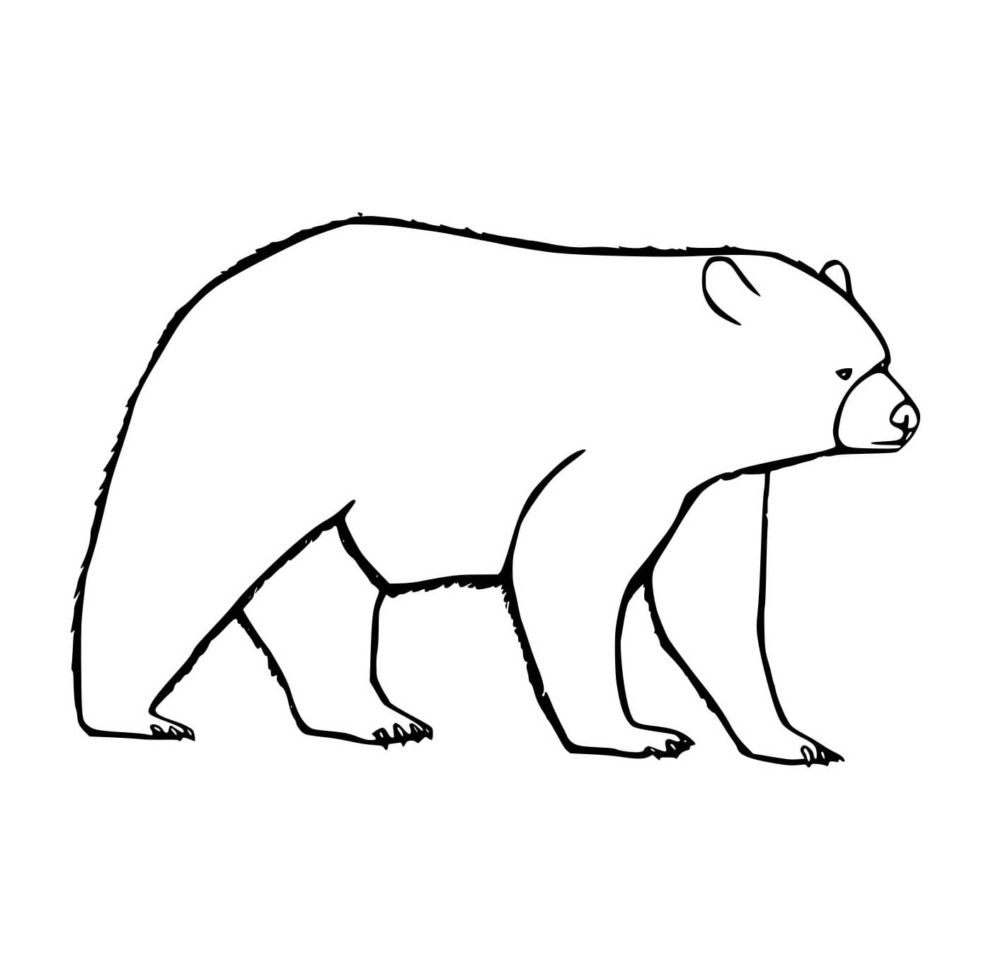 Beruang Berjalan Sederhana