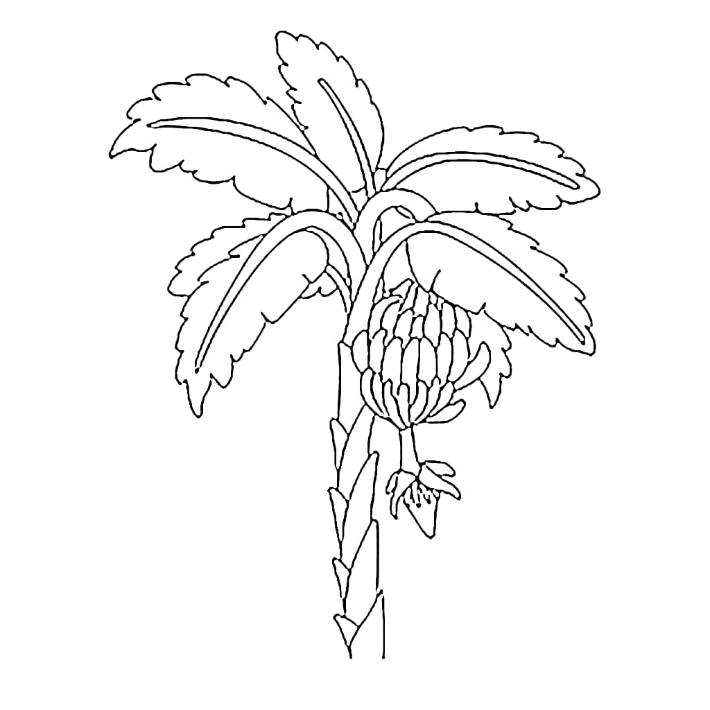 Cetak Pohon pisang kecil