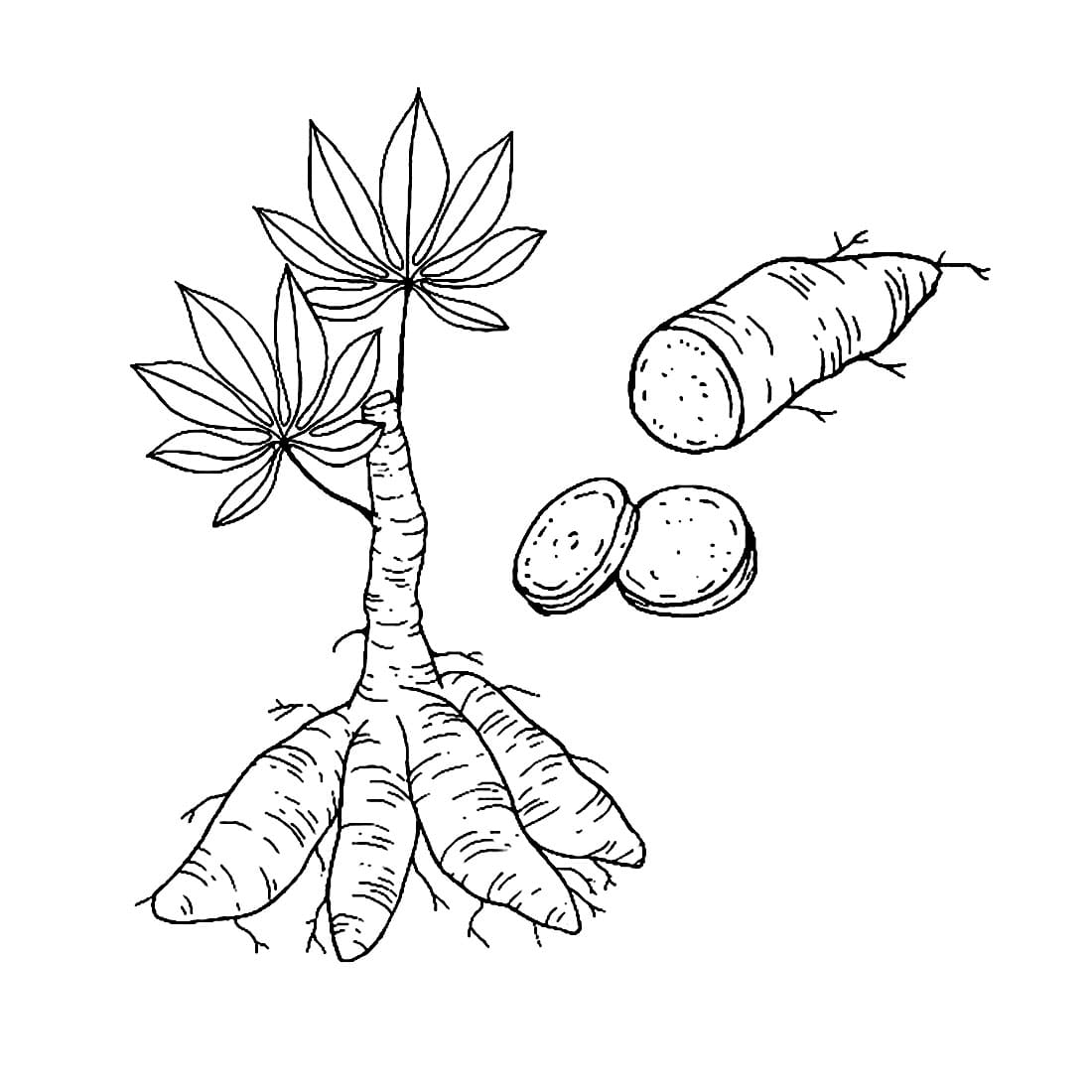 Daun Singkong Sederhana