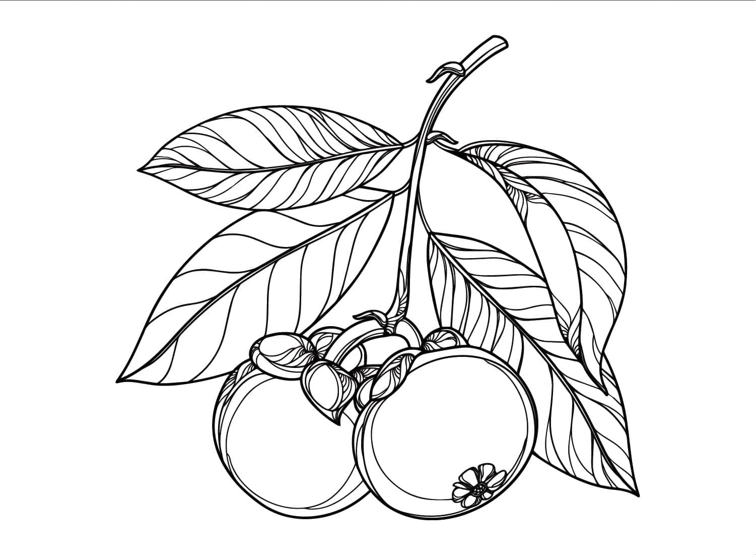 Dua Manggis dan daun