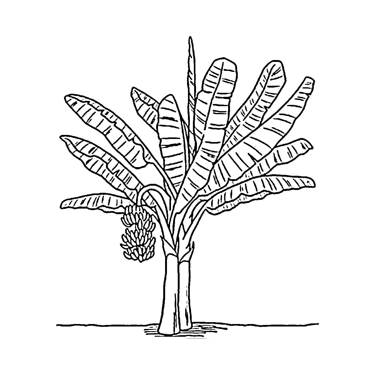 Dua Pohon Pisang Kerdil