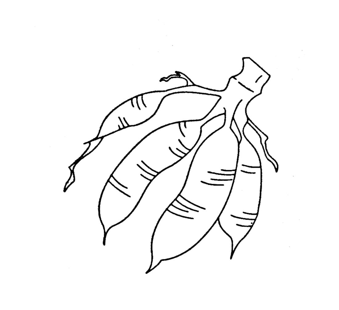 Gambar bebas singkong