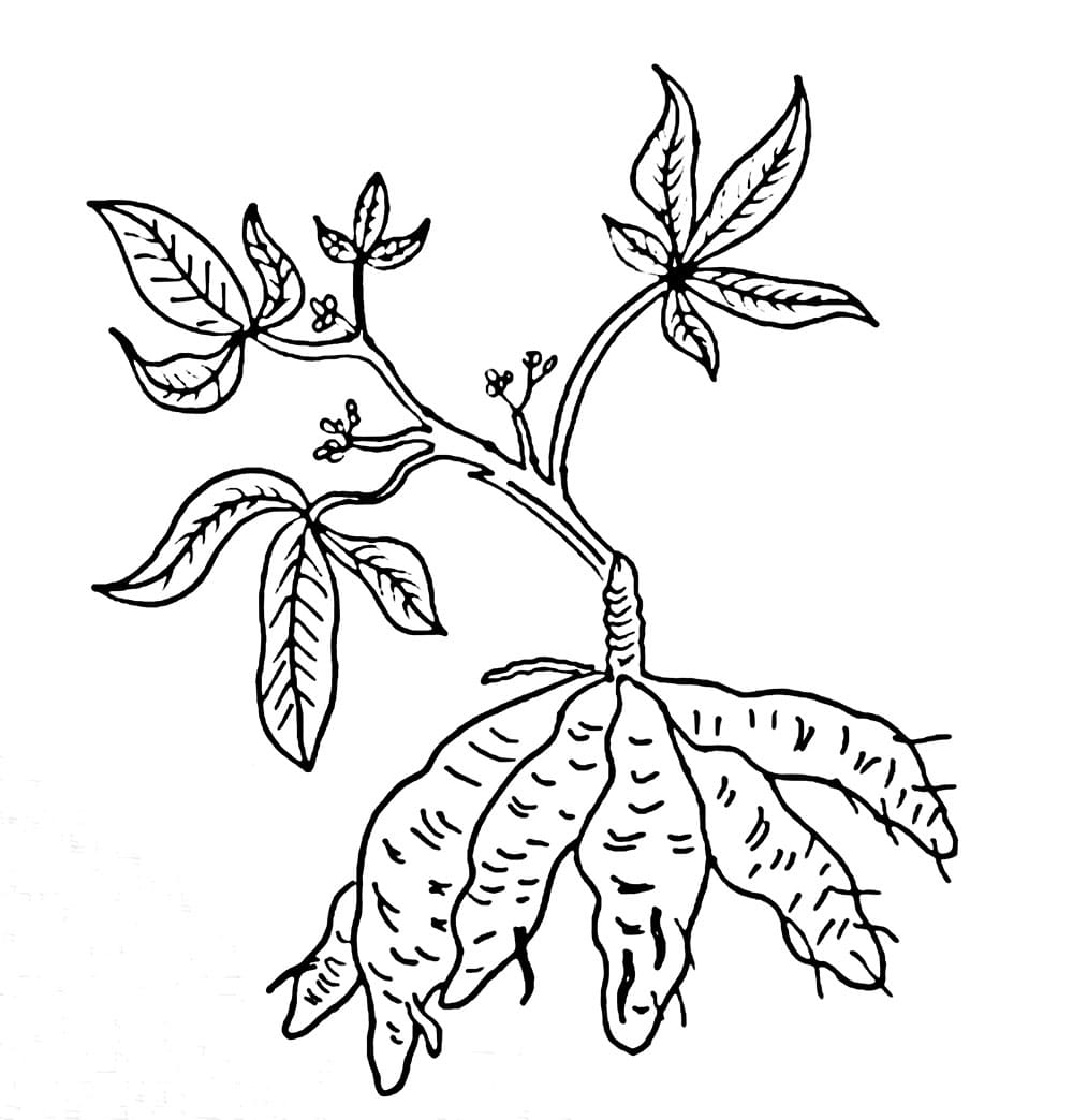 Gambar Pohon Singkong