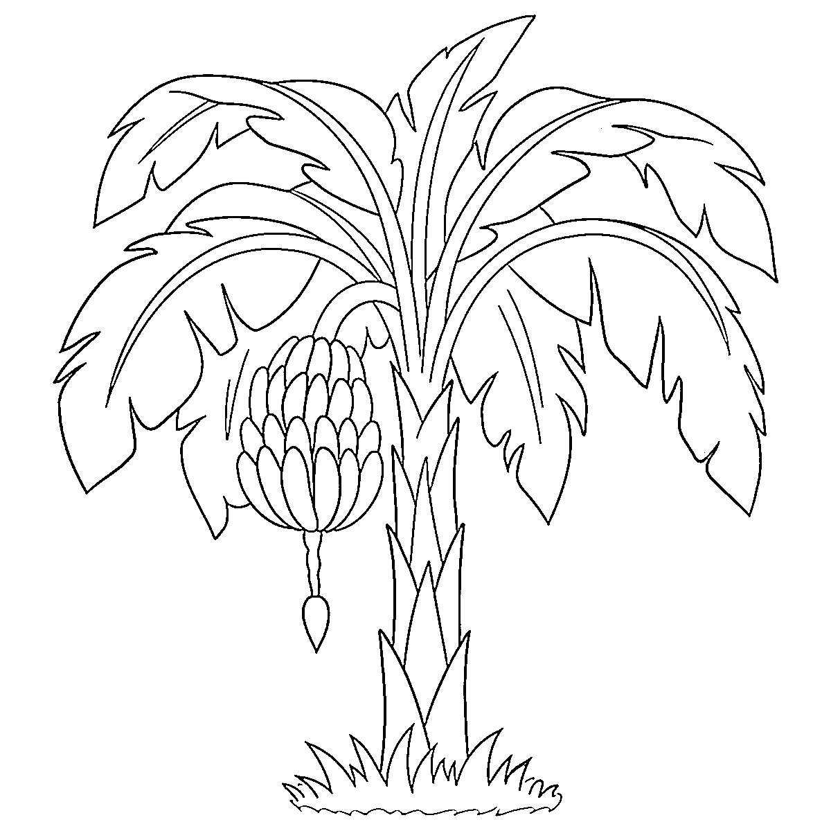 Gambarlah Pohon Pisang indah