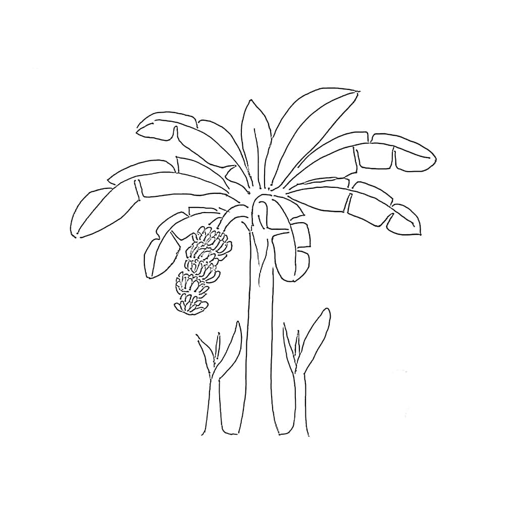 Menggambar Pohon Pisang