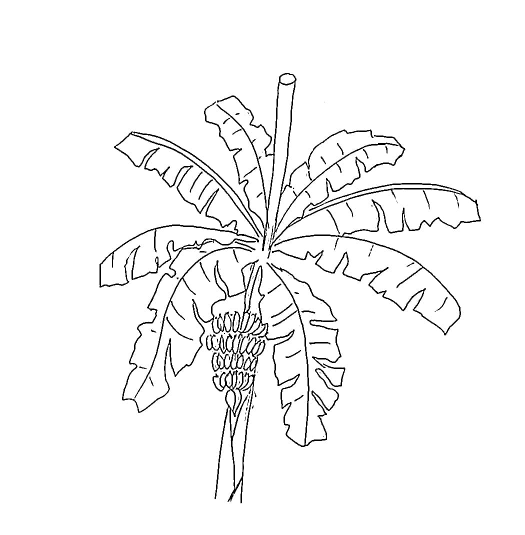Menggambar Pohon Pisang sederhana