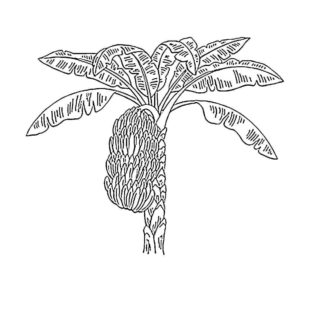 Pohon pisang banyak buah