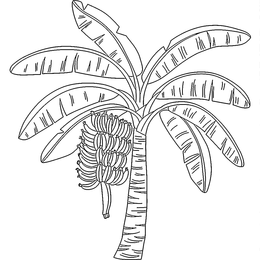 Pohon pisang berbuah