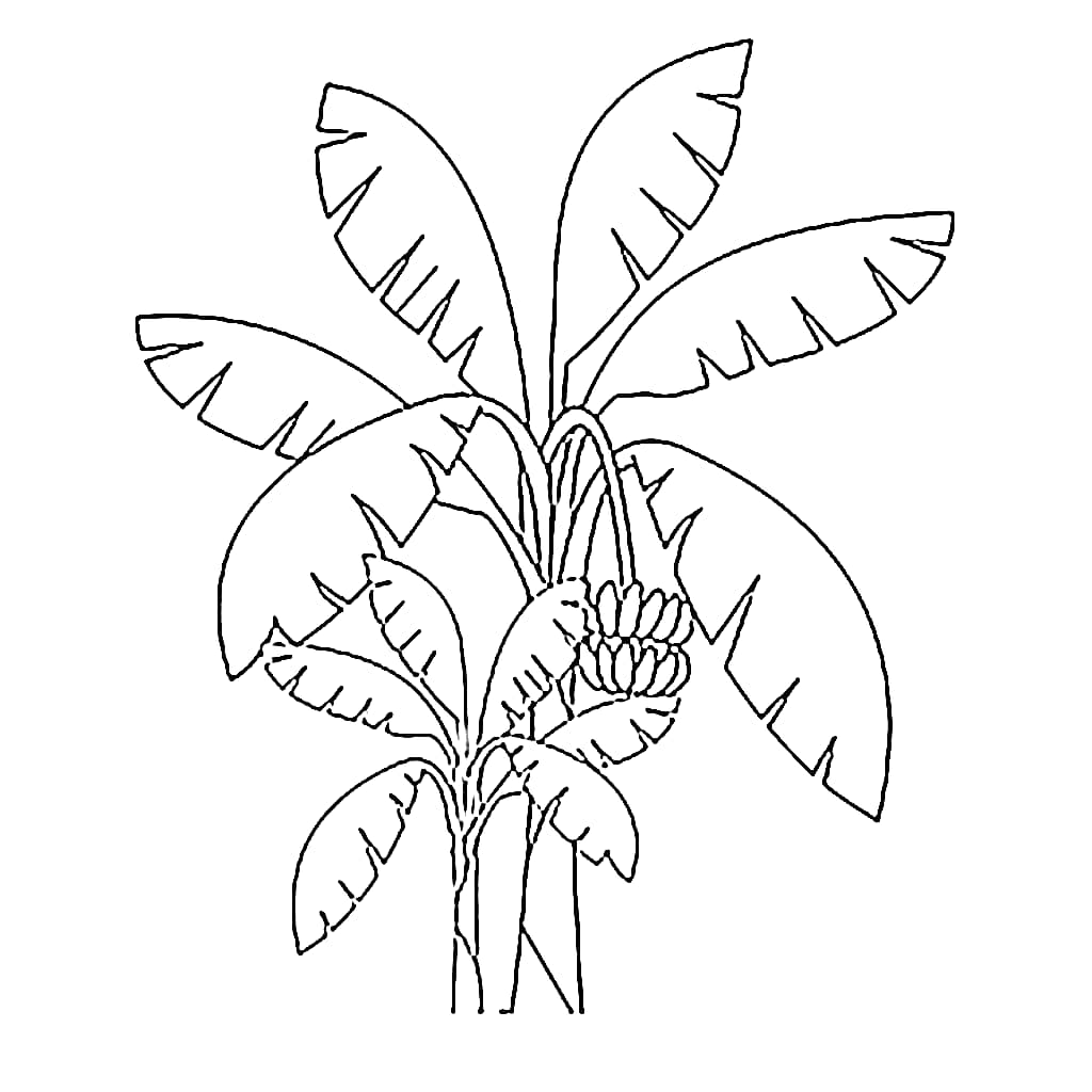 Pohon pisang besar dan kecil