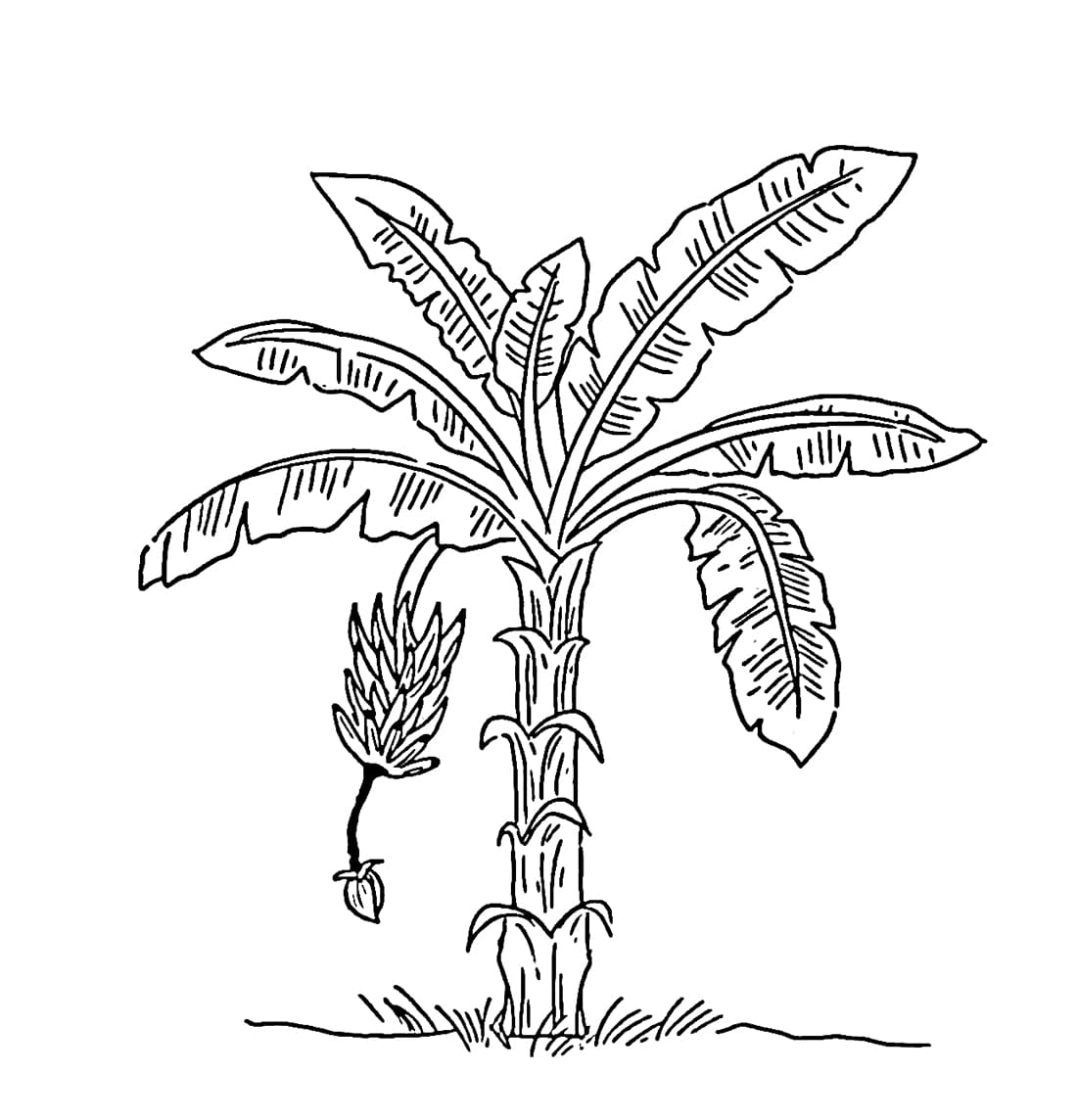 Pohon pisang dan bunga pisang