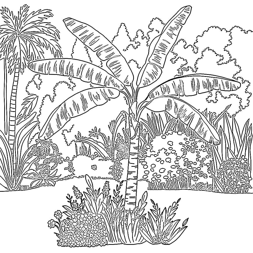 Pohon Pisang di taman