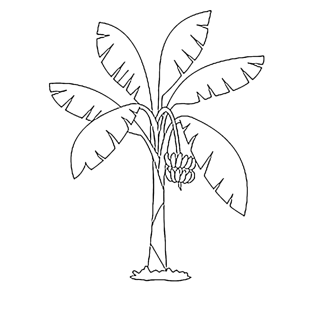 Pohon pisang gratis gambar