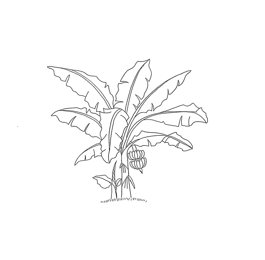 Pohon pisang ibu dan anak