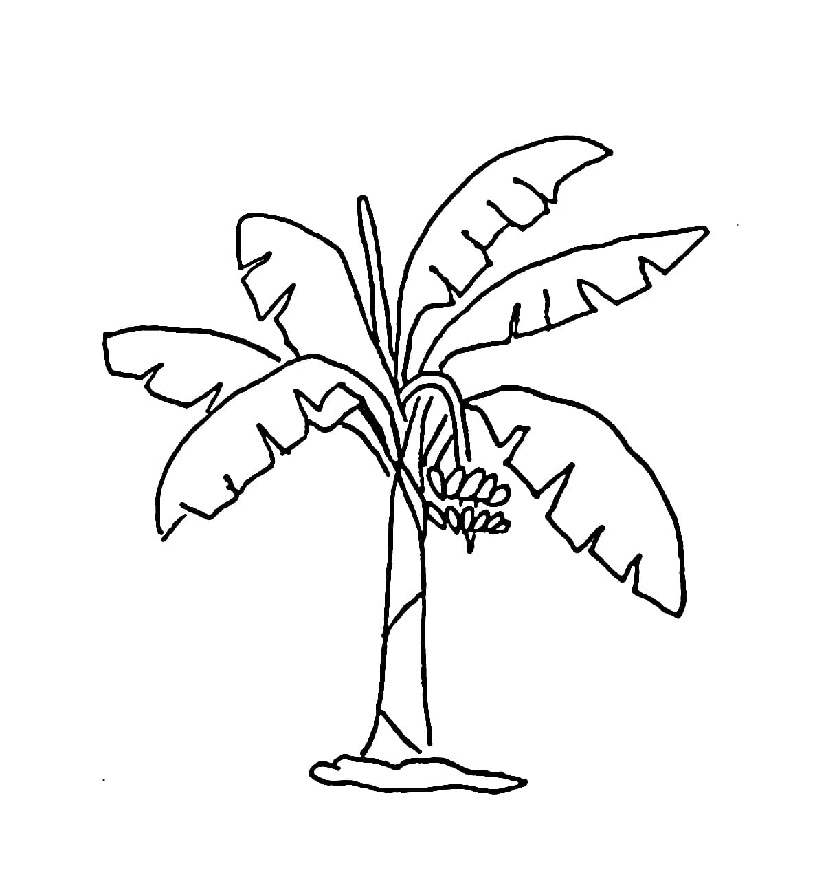 Pohon pisang sedikit buah