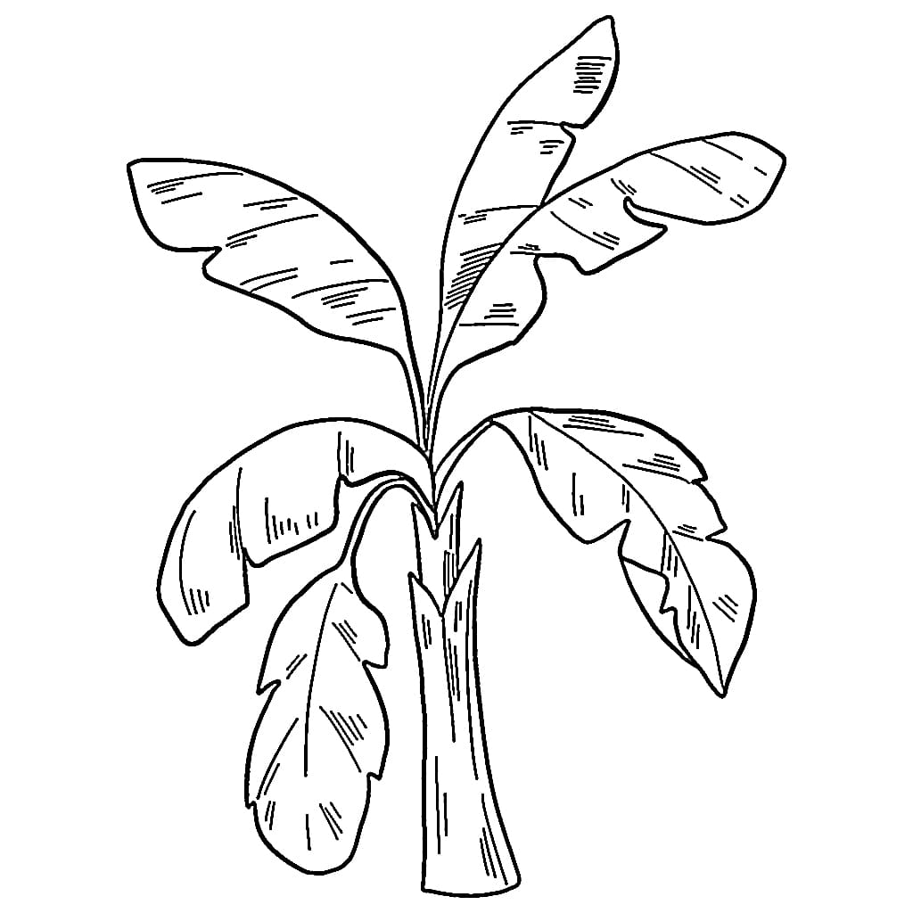 Pohon pisang sedikit daun