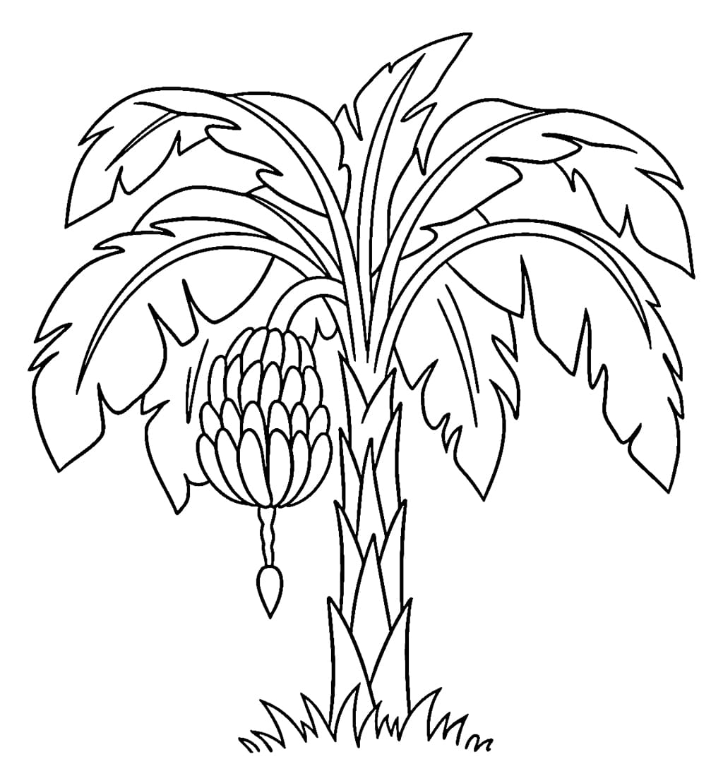 Pohon pisang yang indah