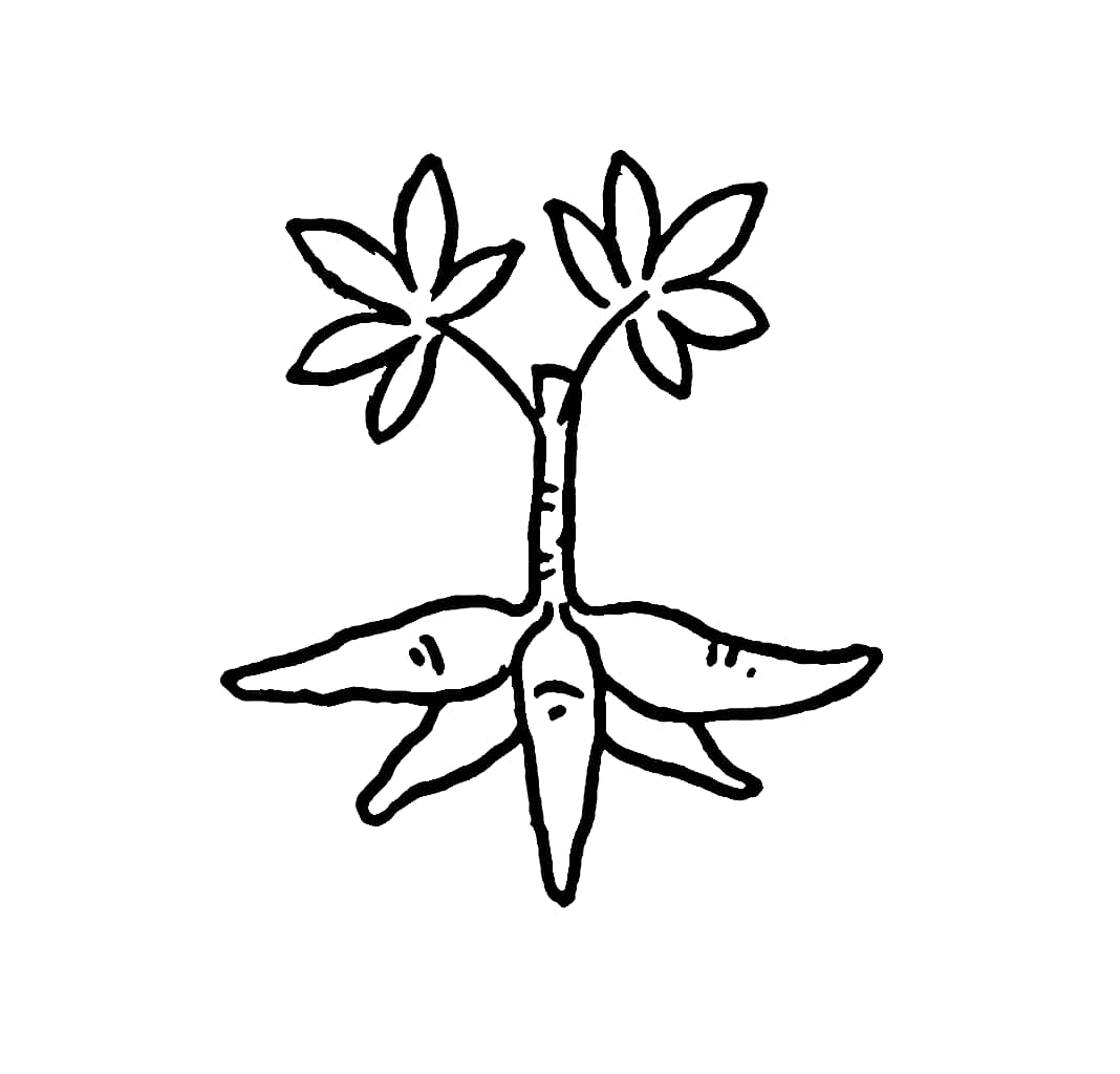 Pohon Singkong Sederhana