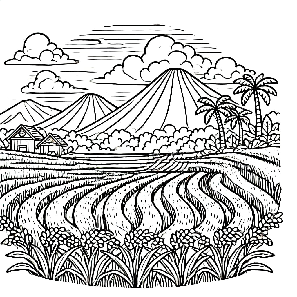 Sawah Berliku