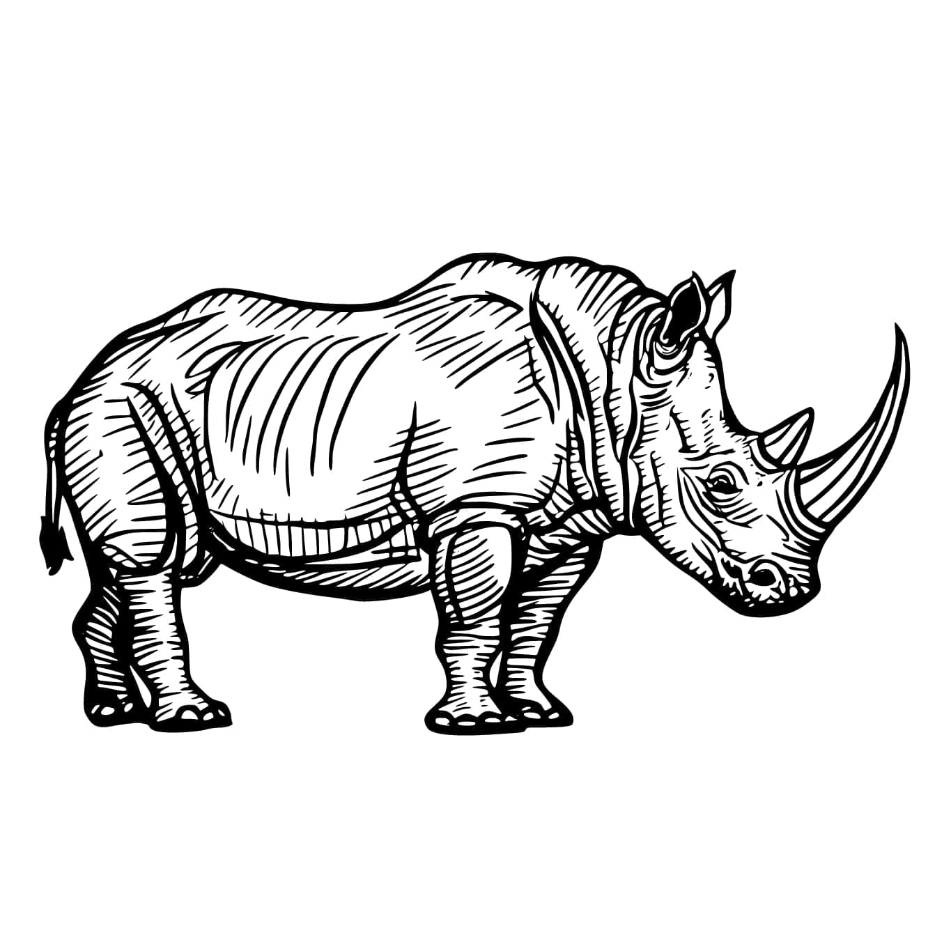 Badak bercula panjang