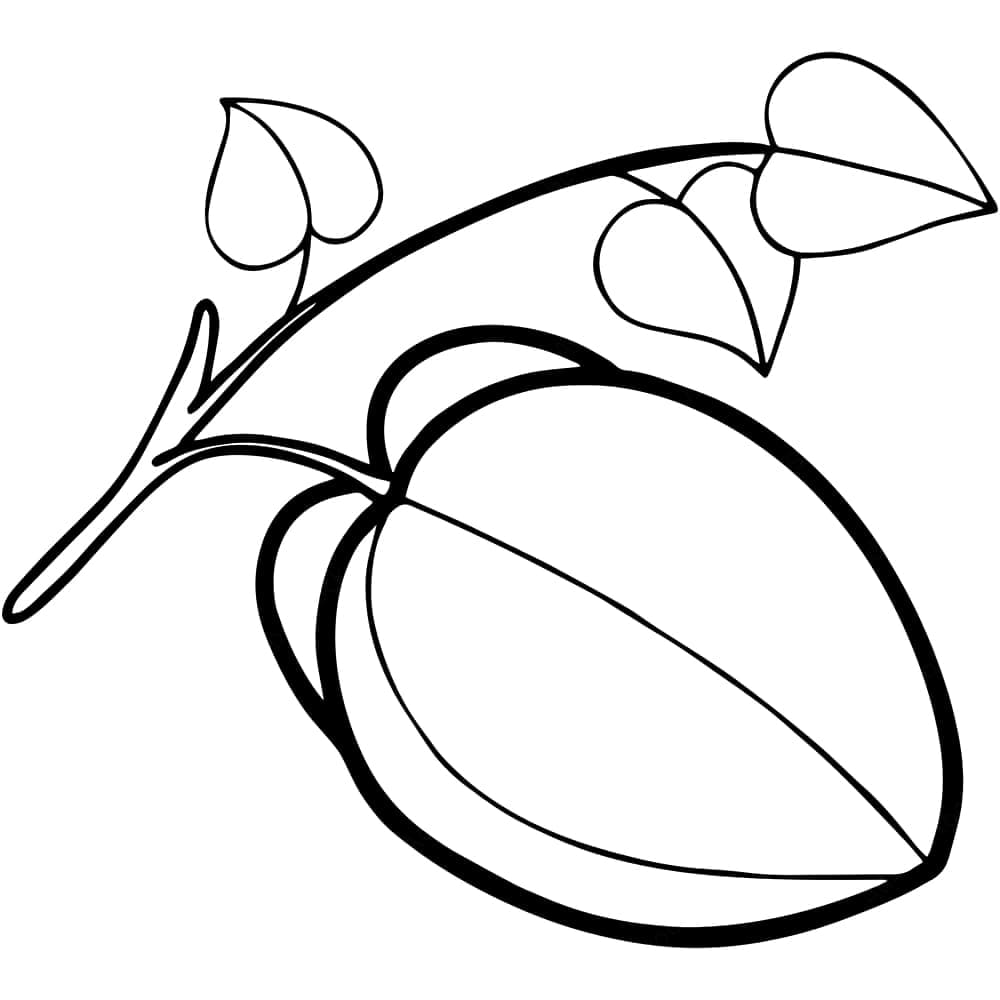 Latihan Menggambar Buah Belimbing