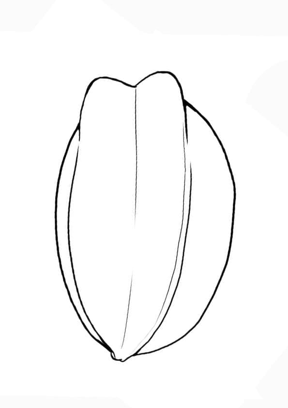 Sederhana Bentuk Buah Bintang