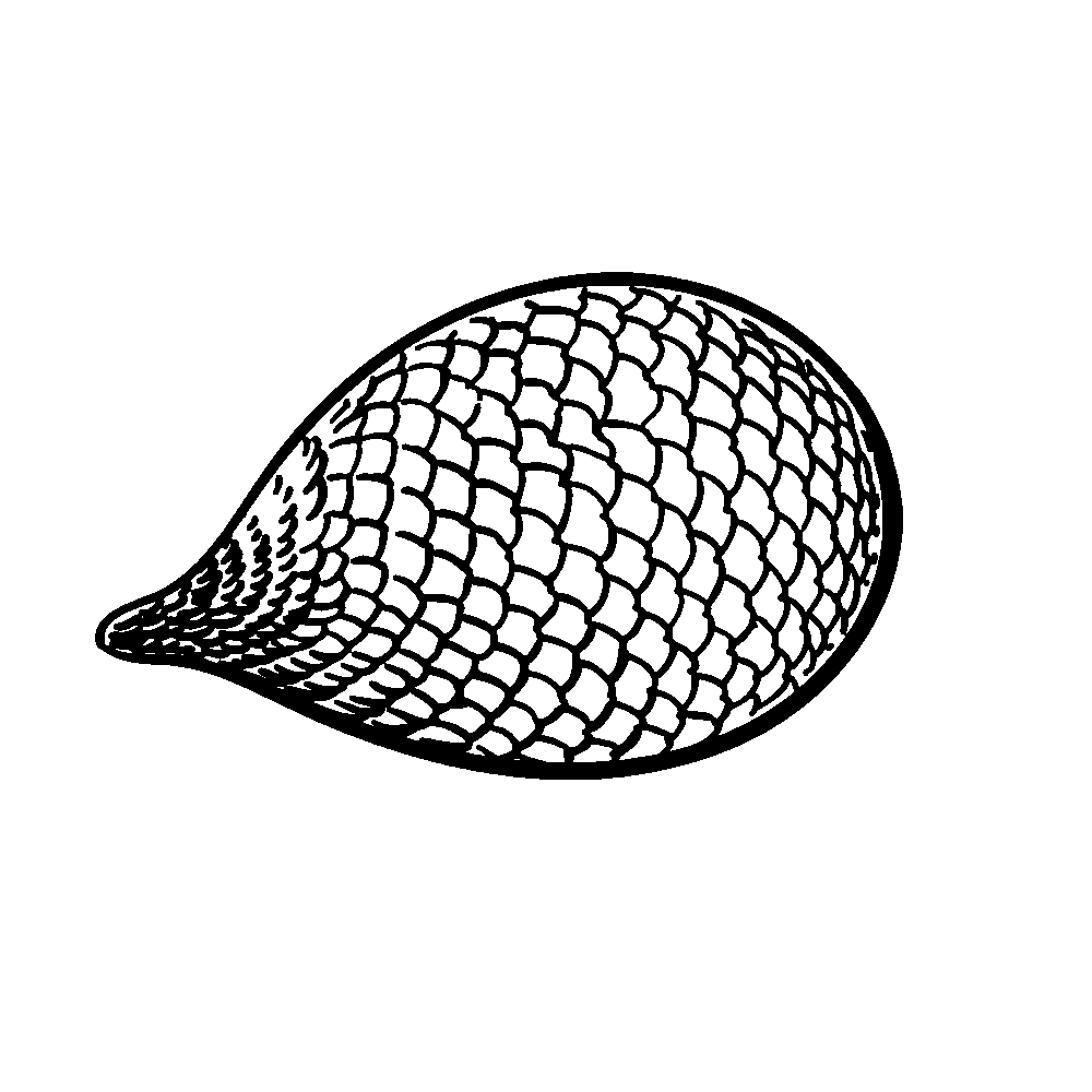 Buah Salak Sederhana gratis