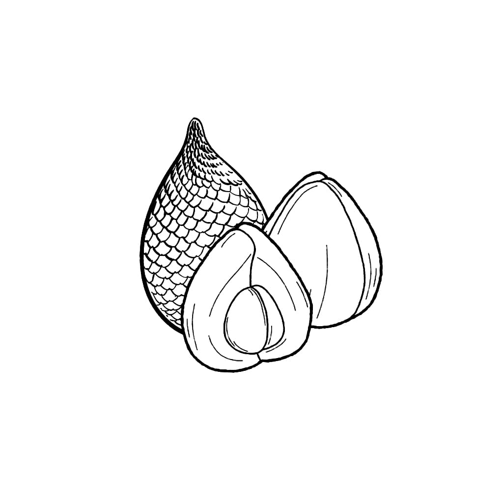 Buah Salak yang dapat dicetak gratis