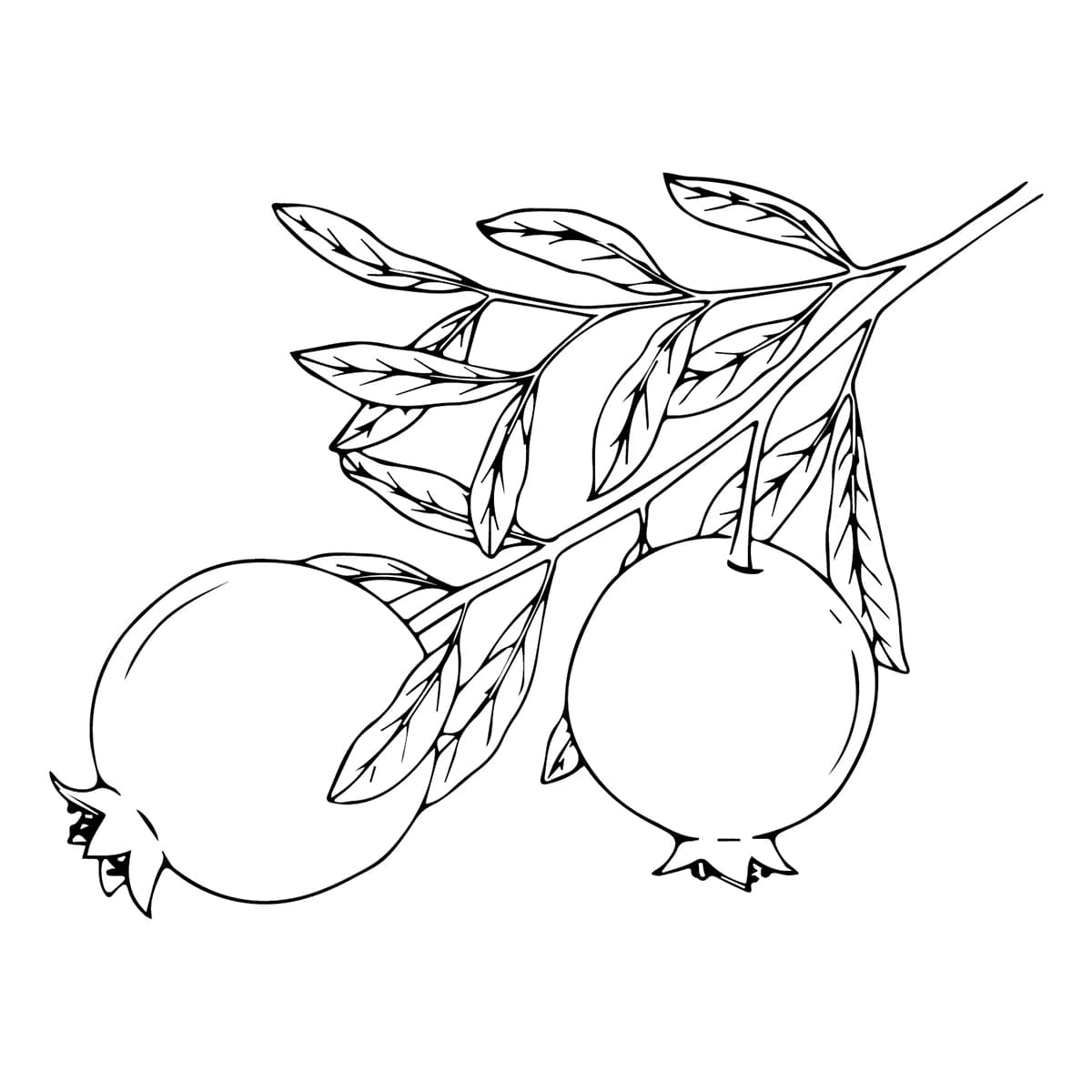 Delima Normal di cabang