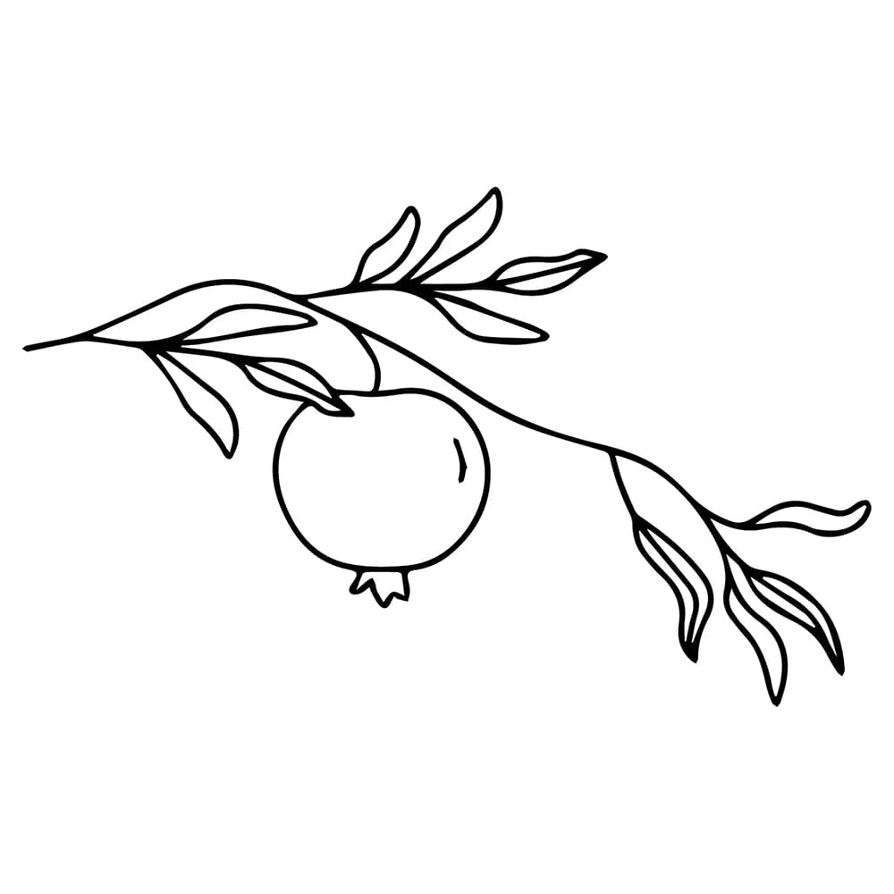 Delima sangat sederhana