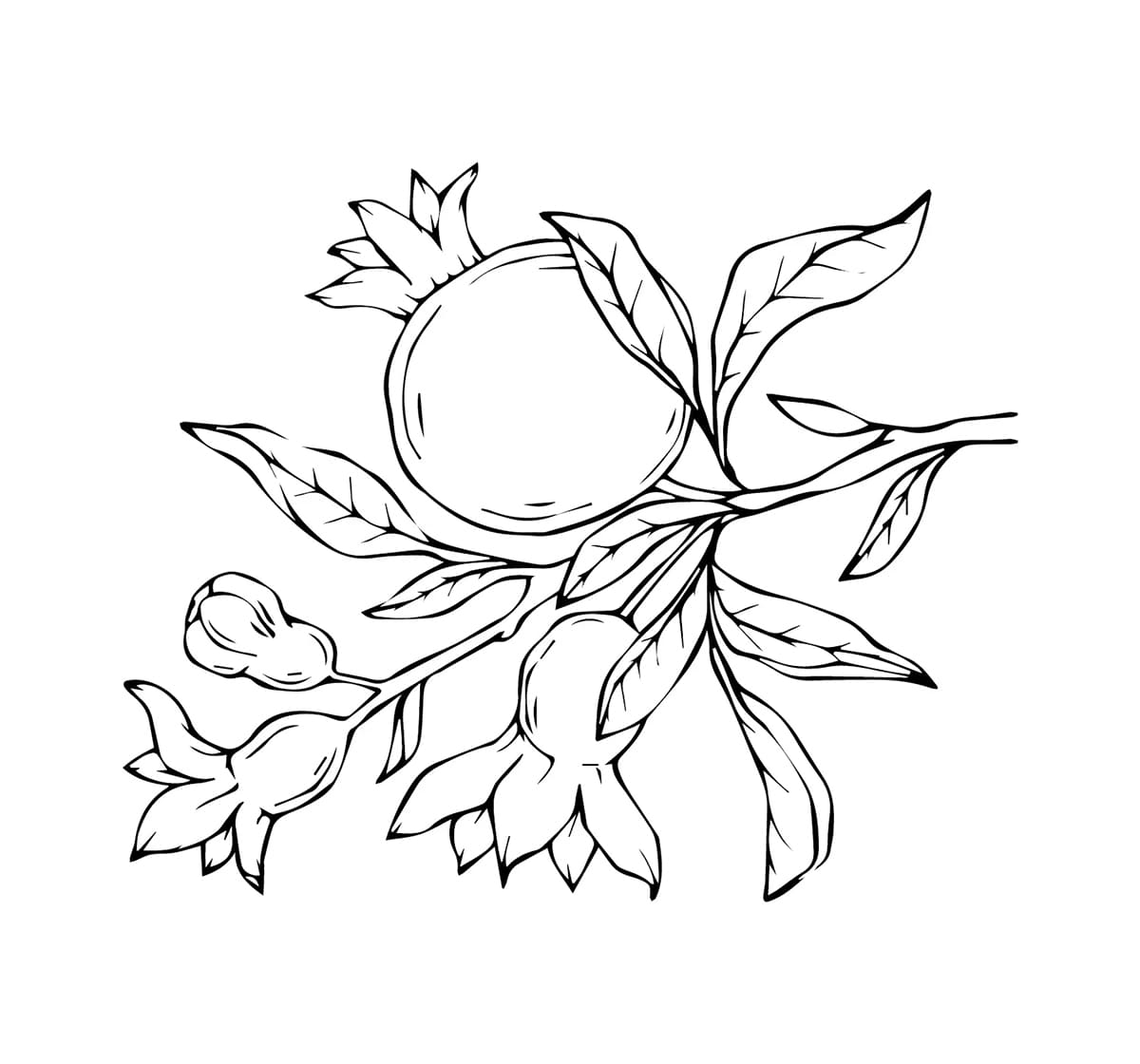 Delima yang dapat dicetak gratis