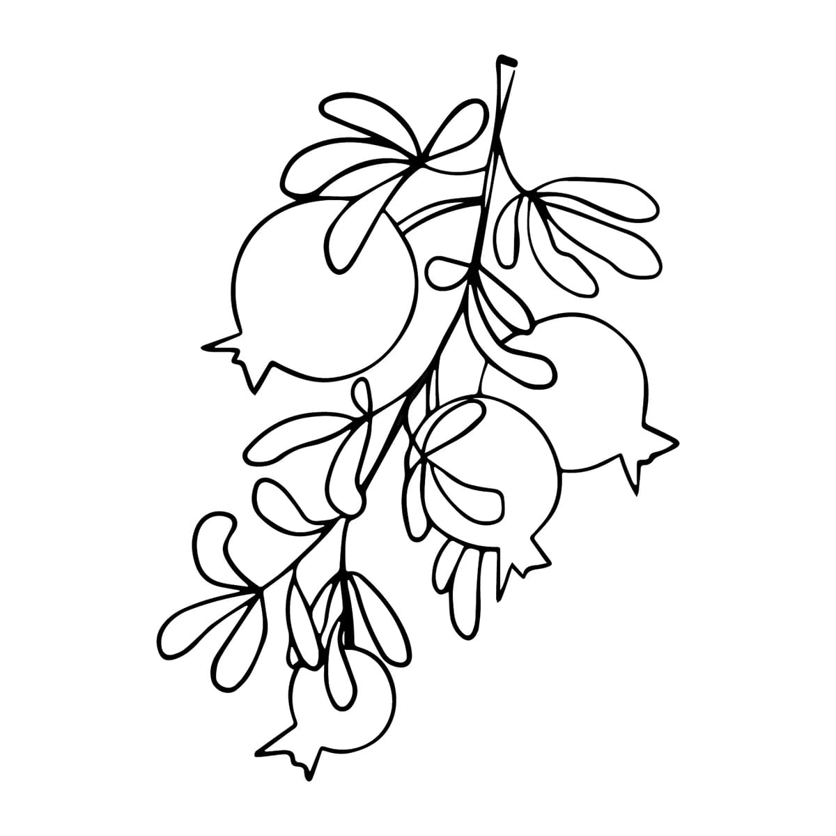 Garis besar buah delima