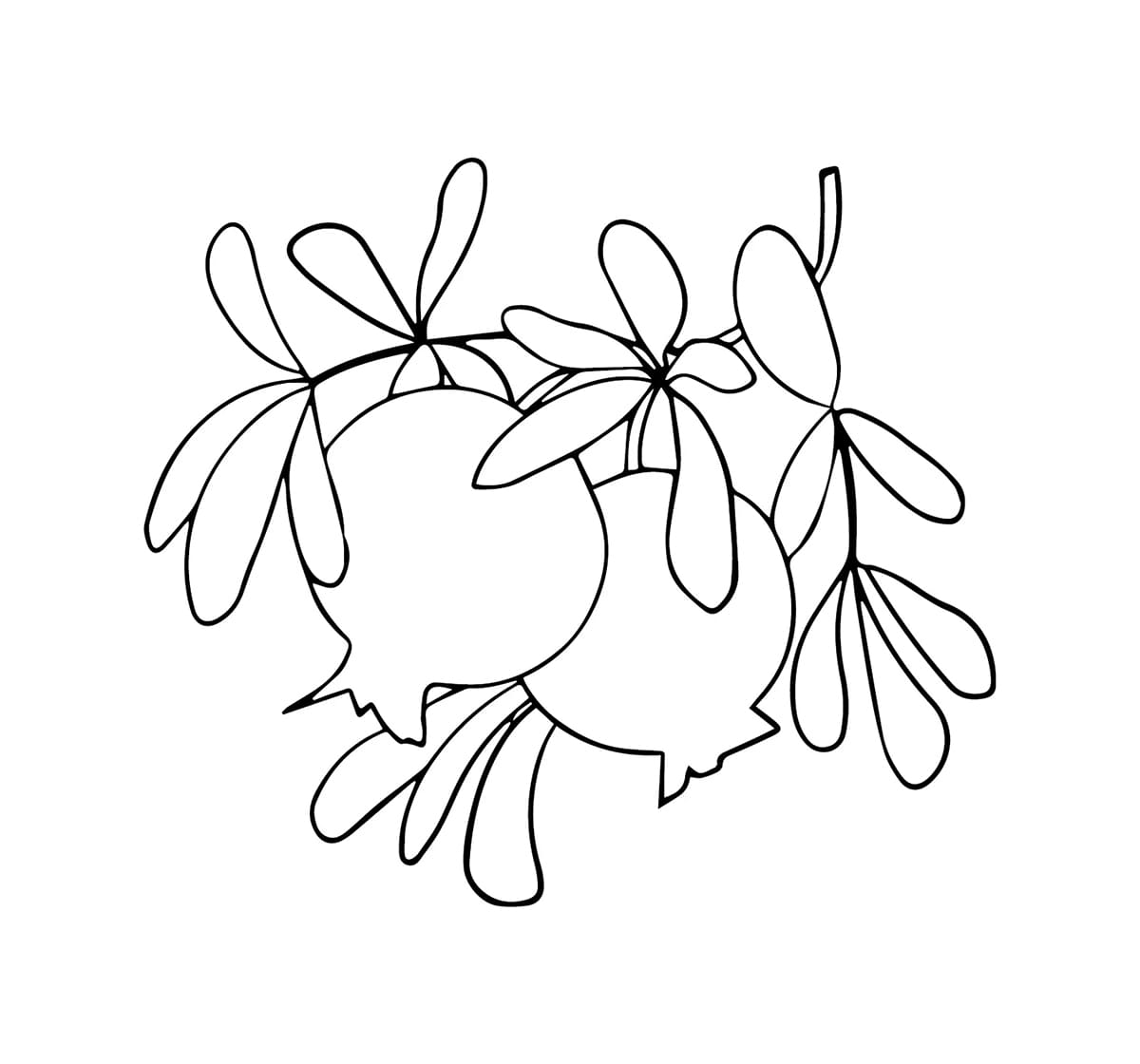 Garis luar buah delima gratis