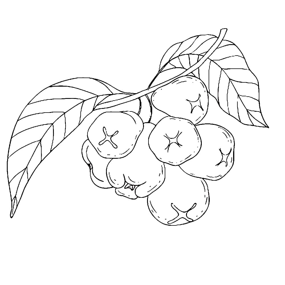 Jambu Air yang lezat