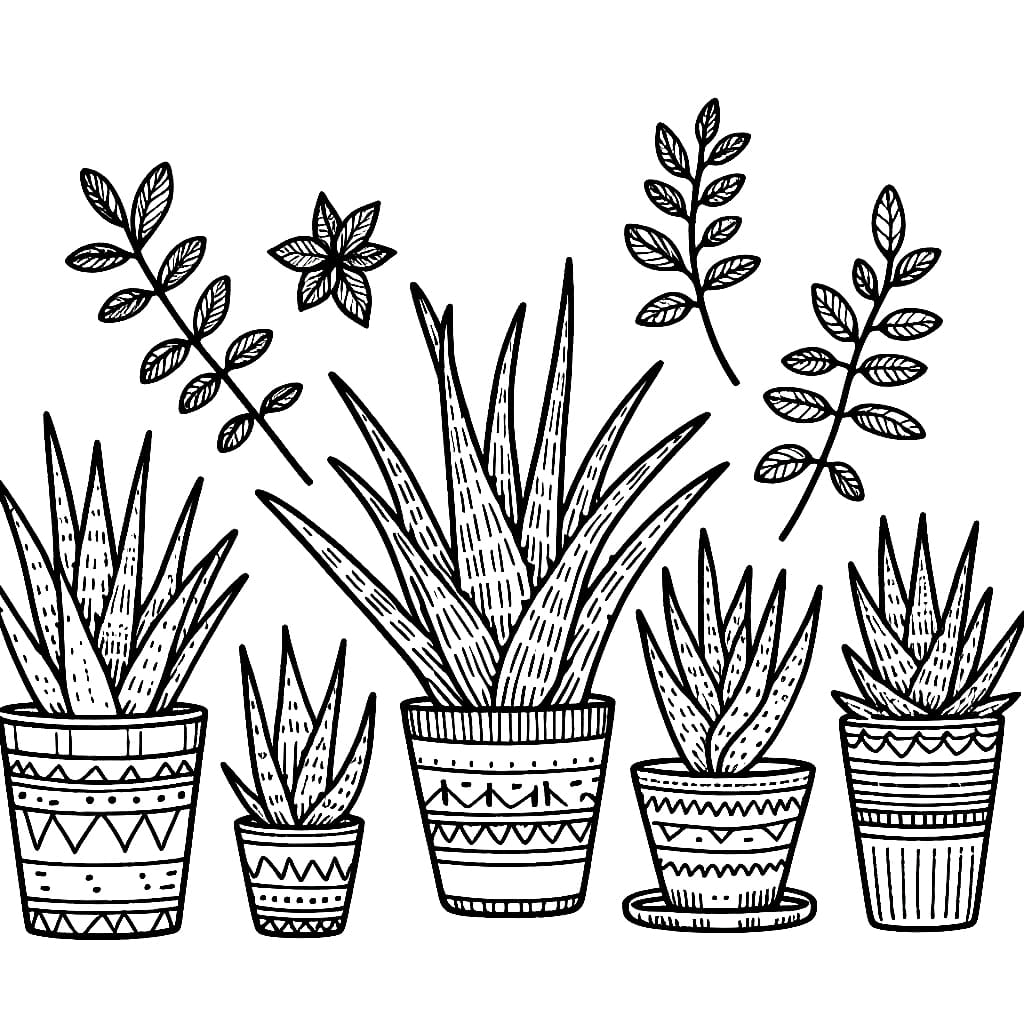 Lebih Banyak Lidah Buaya