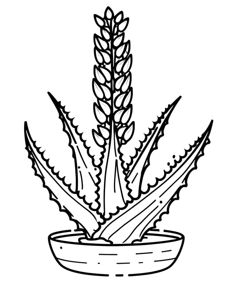 Lidah Buaya Gratis Cetak