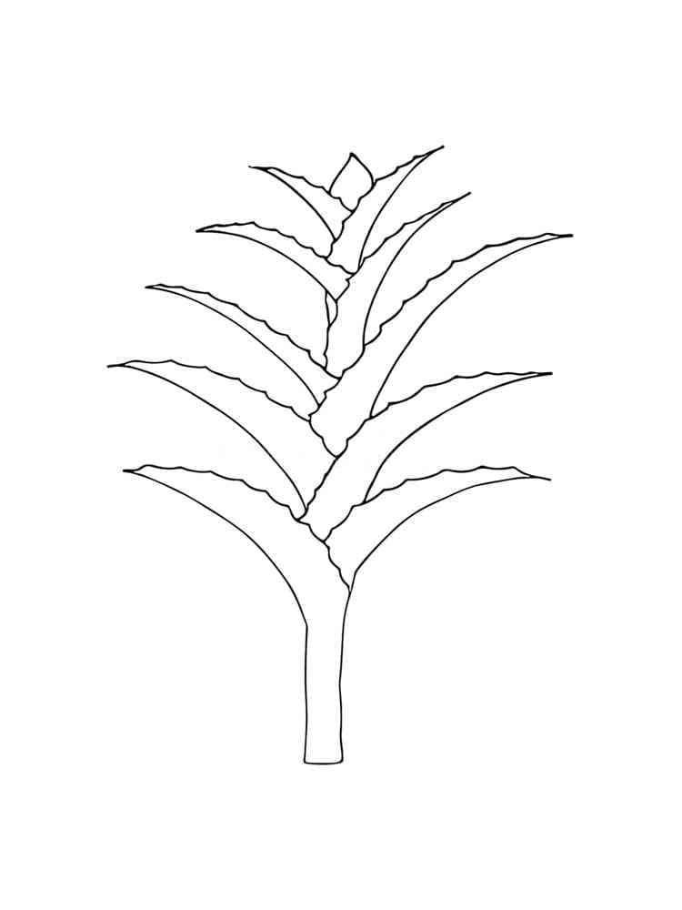 Lidah Buaya Sederhana