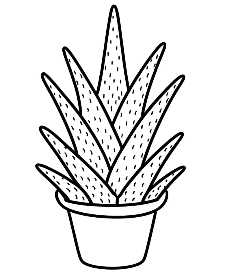 Lidah Buaya Sempurna