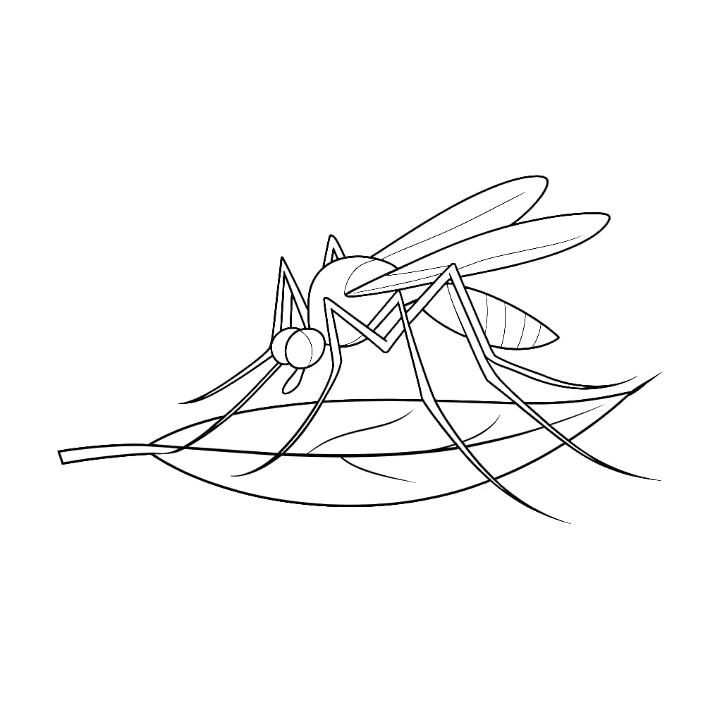 Nyamuk dasar pada daun