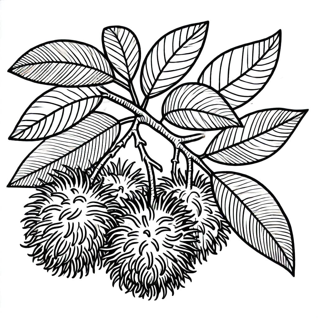 Panen Rambutan