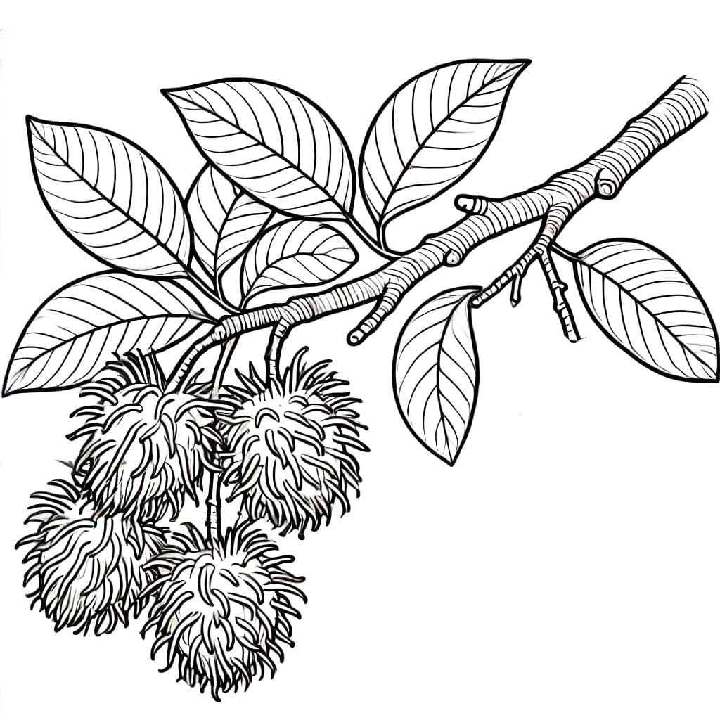 Rambutan dipetik dari pohonnya