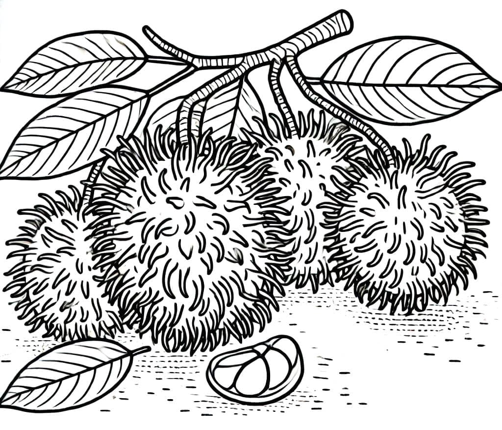 Rambutan untuk dicetak