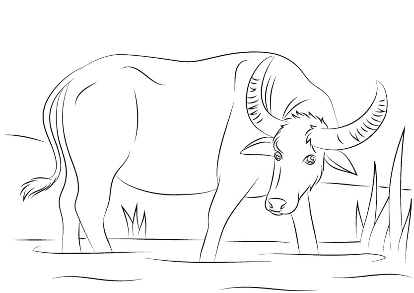 Seekor Kerbau Air gratis